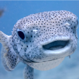 Happydragonfish SFS UNIVERSE