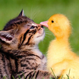 Gato_y_Pato2 SFS UNIVERSE